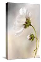 Heavenly Cosmos-Mandy Disher-Stretched Canvas