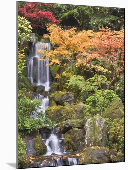 Heavenly Falls and Autumn Colors, Portland Japanese Garden, Oregon, USA-William Sutton-Mounted Photographic Print