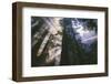 Heavenly Forest Light - Redwoods California Coast-Vincent James-Framed Photographic Print