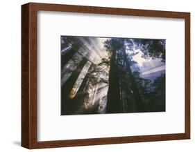 Heavenly Forest Light - Redwoods California Coast-Vincent James-Framed Photographic Print