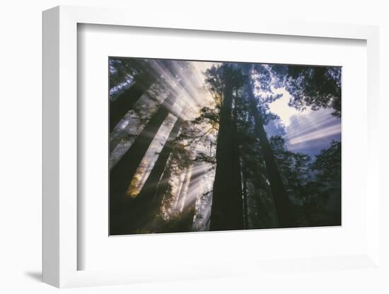 Heavenly Forest Light - Redwoods California Coast-Vincent James-Framed Photographic Print