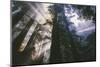 Heavenly Forest Light - Redwoods California Coast-Vincent James-Mounted Photographic Print