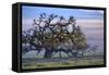 Heavenly Magical Oak and Mist Petaluma Northern California-Vincent James-Framed Stretched Canvas