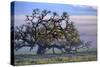 Heavenly Magical Oak and Mist Petaluma Northern California-Vincent James-Stretched Canvas