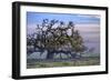 Heavenly Magical Oak and Mist Petaluma Northern California-Vincent James-Framed Photographic Print