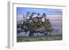 Heavenly Magical Oak and Mist Petaluma Northern California-Vincent James-Framed Photographic Print