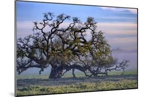 Heavenly Magical Oak and Mist Petaluma Northern California-Vincent James-Mounted Photographic Print