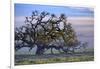 Heavenly Magical Oak and Mist Petaluma Northern California-Vincent James-Framed Photographic Print