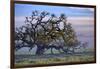 Heavenly Magical Oak and Mist Petaluma Northern California-Vincent James-Framed Photographic Print