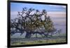 Heavenly Magical Oak and Mist Petaluma Northern California-Vincent James-Framed Photographic Print