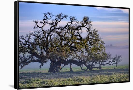 Heavenly Magical Oak and Mist Petaluma Northern California-Vincent James-Framed Stretched Canvas