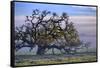 Heavenly Magical Oak and Mist Petaluma Northern California-Vincent James-Framed Stretched Canvas