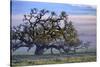 Heavenly Magical Oak and Mist Petaluma Northern California-Vincent James-Stretched Canvas