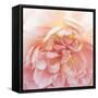 Heavenly Rose-Rebecca Swanson-Framed Stretched Canvas