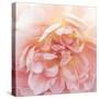 Heavenly Rose-Rebecca Swanson-Stretched Canvas