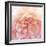 Heavenly Rose-Rebecca Swanson-Framed Photographic Print