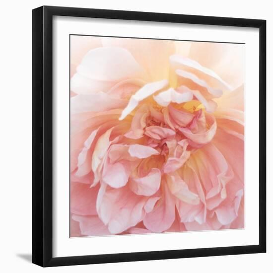 Heavenly Rose-Rebecca Swanson-Framed Photographic Print