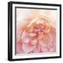 Heavenly Rose-Rebecca Swanson-Framed Photographic Print