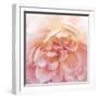 Heavenly Rose-Rebecca Swanson-Framed Photographic Print