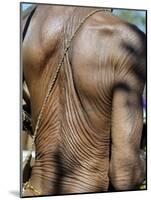 Heavily Wrinkled Skin of Very Old Hunter-Gatherer, Part of San People, Often Referred to as Bushmen-Nigel Pavitt-Mounted Photographic Print