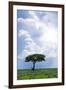 Heavy Clouds behind a Lone Tree-tish1-Framed Photographic Print