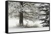 Heavy frost on trees, Kalispell, Montana-Adam Jones-Framed Stretched Canvas