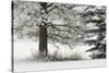 Heavy frost on trees, Kalispell, Montana-Adam Jones-Stretched Canvas