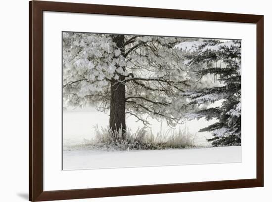 Heavy frost on trees, Kalispell, Montana-Adam Jones-Framed Premium Photographic Print