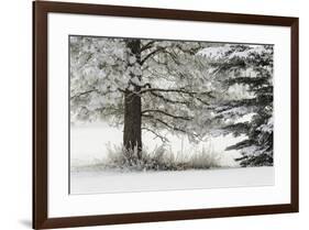 Heavy frost on trees, Kalispell, Montana-Adam Jones-Framed Premium Photographic Print
