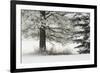 Heavy frost on trees, Kalispell, Montana-Adam Jones-Framed Premium Photographic Print