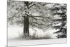Heavy frost on trees, Kalispell, Montana-Adam Jones-Mounted Premium Photographic Print