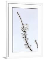 Heavy frost on trees, Kalispell, Montana-Adam Jones-Framed Premium Photographic Print