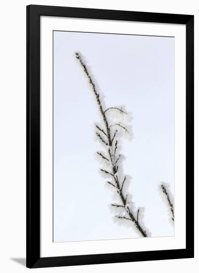 Heavy frost on trees, Kalispell, Montana-Adam Jones-Framed Premium Photographic Print