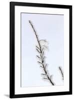 Heavy frost on trees, Kalispell, Montana-Adam Jones-Framed Premium Photographic Print
