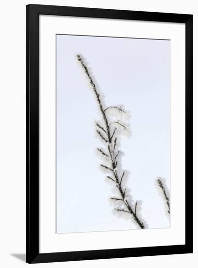 Heavy frost on trees, Kalispell, Montana-Adam Jones-Framed Premium Photographic Print