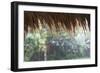 Heavy Monsoon Rain Dripping Off a Rice Straw Thatched Roof-Annie Owen-Framed Photographic Print