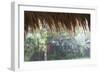 Heavy Monsoon Rain Dripping Off a Rice Straw Thatched Roof-Annie Owen-Framed Photographic Print