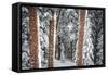 Heavy Snow Clings To The Trees Of The Forest In Vail Colorado-Jay Goodrich-Framed Stretched Canvas