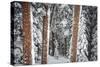 Heavy Snow Clings To The Trees Of The Forest In Vail Colorado-Jay Goodrich-Stretched Canvas