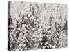 Heavy Snow Hangs on Trees Along Hurricane Ridge-Jeffrey Phelps-Stretched Canvas