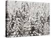 Heavy Snow Hangs on Trees Along Hurricane Ridge-Jeffrey Phelps-Stretched Canvas