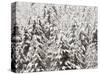 Heavy Snow Hangs on Trees Along Hurricane Ridge-Jeffrey Phelps-Stretched Canvas