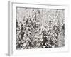 Heavy Snow Hangs on Trees Along Hurricane Ridge-Jeffrey Phelps-Framed Photographic Print