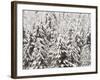 Heavy Snow Hangs on Trees Along Hurricane Ridge-Jeffrey Phelps-Framed Photographic Print