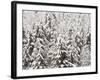 Heavy Snow Hangs on Trees Along Hurricane Ridge-Jeffrey Phelps-Framed Photographic Print