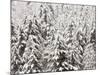 Heavy Snow Hangs on Trees Along Hurricane Ridge-Jeffrey Phelps-Mounted Photographic Print