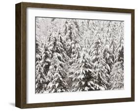 Heavy Snow Hangs on Trees Along Hurricane Ridge-Jeffrey Phelps-Framed Photographic Print