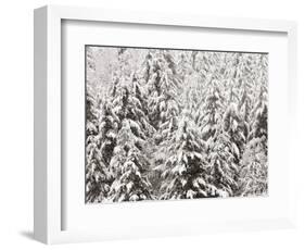 Heavy Snow Hangs on Trees Along Hurricane Ridge-Jeffrey Phelps-Framed Photographic Print