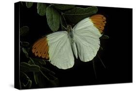 Hebomoia Glaucippe (Great Orange Tip)-Paul Starosta-Stretched Canvas