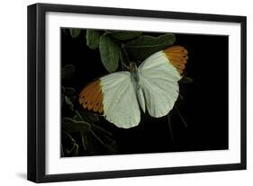 Hebomoia Glaucippe (Great Orange Tip)-Paul Starosta-Framed Photographic Print